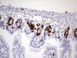IdU Antibody in Immunohistochemistry (Paraffin) (IHC (P))