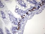 IdU Antibody in Immunohistochemistry (Paraffin) (IHC (P))