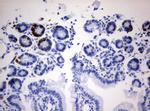 IdU Antibody in Immunohistochemistry (Paraffin) (IHC (P))
