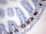 IdU Antibody in Immunohistochemistry (Paraffin) (IHC (P))