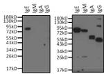 Mouse anti-Human IgE Secondary Antibody