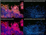 Mouse IgG3 Isotype Control in Immunocytochemistry (ICC/IF)