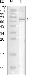 Influenza A NP Monoclonal Antibody (9C11)