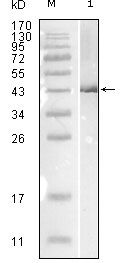 Influenza B NP Monoclonal Antibody (1A2A11)