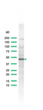 INHA Antibody in Western Blot (WB)
