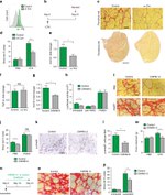 CD51 (Integrin alpha V) Antibody in Flow Cytometry (Flow)