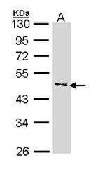 IFNGR1 Antibody in Western Blot (WB)