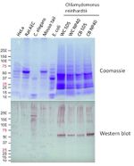 IDH3A Antibody in Western Blot (WB)