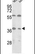 IDH3A Antibody in Western Blot (WB)