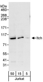 Itch Antibody in Western Blot (WB)