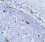 J Chain Monoclonal Antibody (SP105)