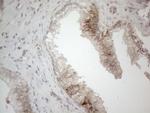 JAG1 Antibody in Immunohistochemistry (Paraffin) (IHC (P))