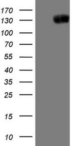 JAG1 Antibody in Western Blot (WB)
