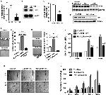 GAPDH Antibody in Western Blot (WB)