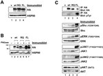 Phospho-JAK1 (Tyr1034, Tyr1035) Antibody in Western Blot (WB)
