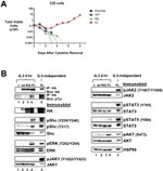 Phospho-JAK1 (Tyr1034, Tyr1035) Antibody in Western Blot (WB)