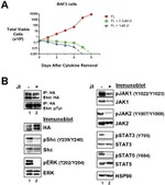 Phospho-JAK1 (Tyr1034, Tyr1035) Antibody in Western Blot (WB)