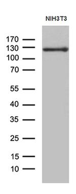 JAK2 Antibody in Western Blot (WB)