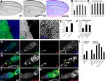 GFP Antibody in Immunocytochemistry (ICC/IF)