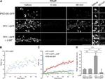 PSD-95 Antibody in Immunohistochemistry (IHC)
