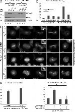 GFP Antibody in Western Blot, Immunocytochemistry (WB, ICC/IF)