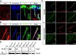 GFP Antibody in Immunocytochemistry (ICC/IF)