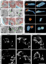 GFP Antibody in Immunohistochemistry (IHC)