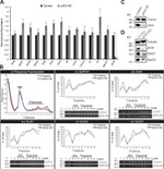 SNRPD1 Antibody in Western Blot (WB)