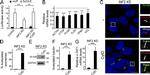 GAPDH Antibody in Western Blot (WB)