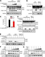 GAPDH Loading Control Antibody in Western Blot (WB)