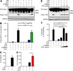 GAPDH Loading Control Antibody in Western Blot (WB)