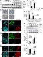 E-cadherin Antibody in Immunocytochemistry (ICC/IF)