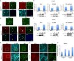 Claudin 5 Antibody in Immunocytochemistry (ICC/IF)