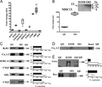Sarcalumenin Antibody in Western Blot (WB)