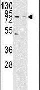 KDM2A Antibody in Western Blot (WB)