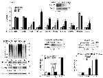 TRAC-1 Antibody in Western Blot (WB)