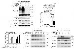 TRAC-1 Antibody in Western Blot (WB)