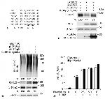 TRAC-1 Antibody in Western Blot (WB)
