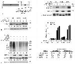 TRAC-1 Antibody in Western Blot (WB)