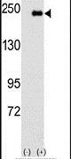 JLP Antibody in Western Blot (WB)