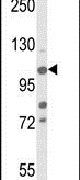 JMJD2B Antibody in Western Blot (WB)