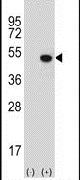 JMJD5 Antibody in Western Blot (WB)