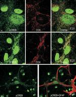 OxPhos Complex IV subunit IV Antibody in Immunocytochemistry (ICC/IF)