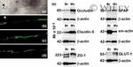 Occludin Antibody in Western Blot, Immunocytochemistry (WB, ICC/IF)