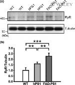 RyR1 Antibody in Western Blot (WB)