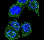 JNK1 Antibody in Immunocytochemistry (ICC/IF)