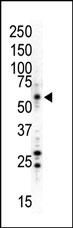 JNK1 Antibody in Western Blot (WB)