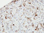 JNK1/JNK2 Antibody in Immunohistochemistry (IHC)