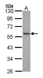 JNK1/JNK2 Antibody in Western Blot (WB)