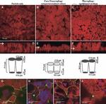 Occludin Antibody in Immunocytochemistry (ICC/IF)